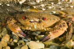 Crab - North Wales, UK - D70s, 60mm, trin strobes. by Paul Maddock 